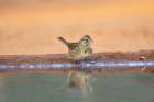 Lincolns Sparrow-Melospiza lincolnii-drinking Art Print